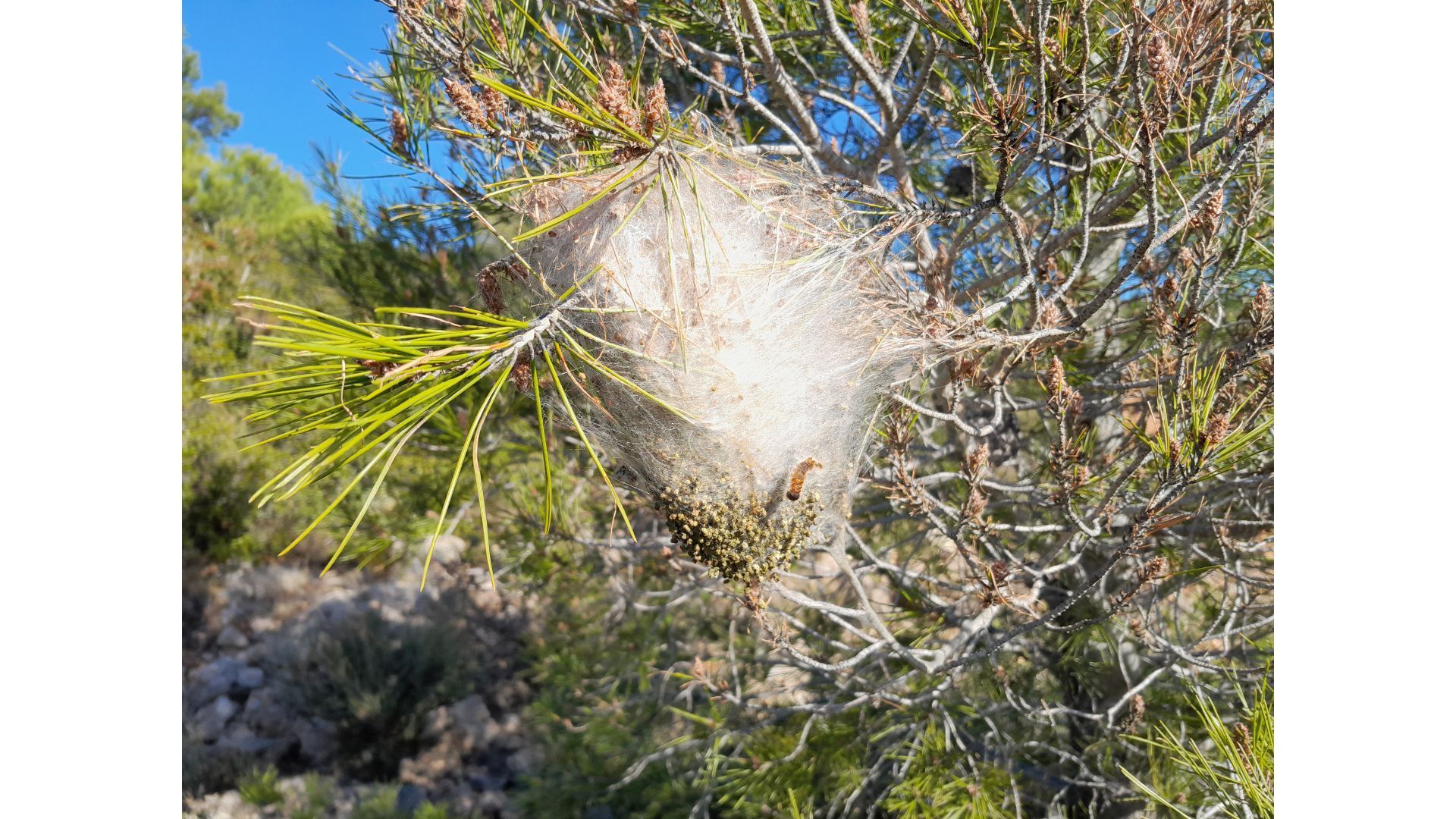 Chenille processionnaires genève