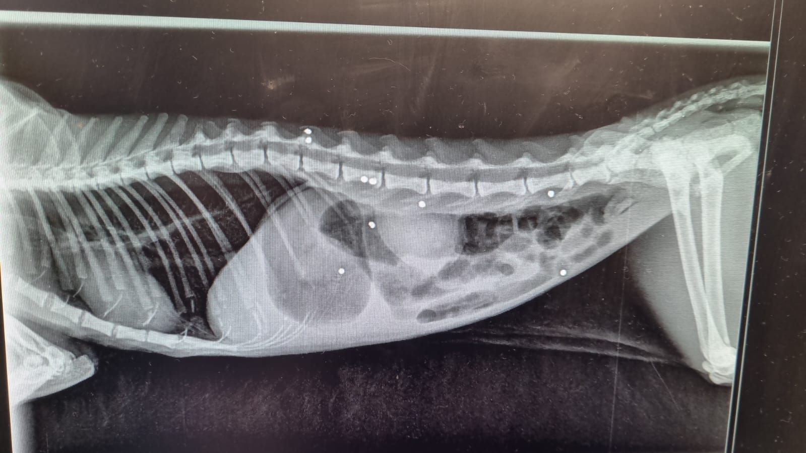 Radiographie chat