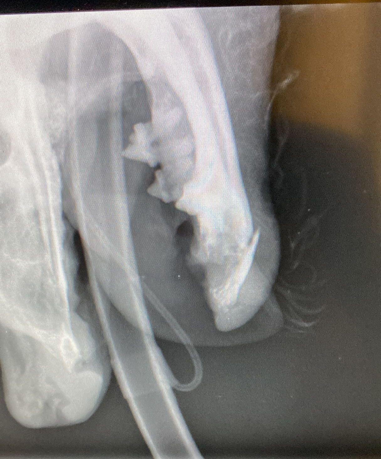 Radiographie dentaire chien