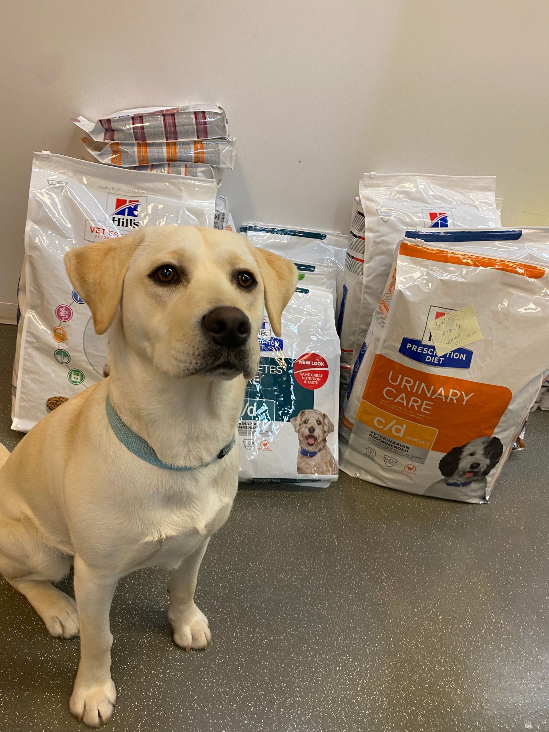 Vétérinaire vernier Genève