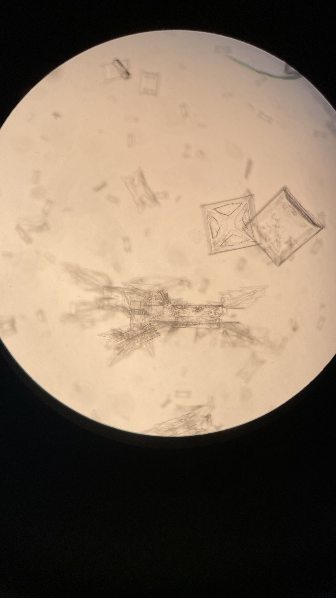 Analyse vétérinaire