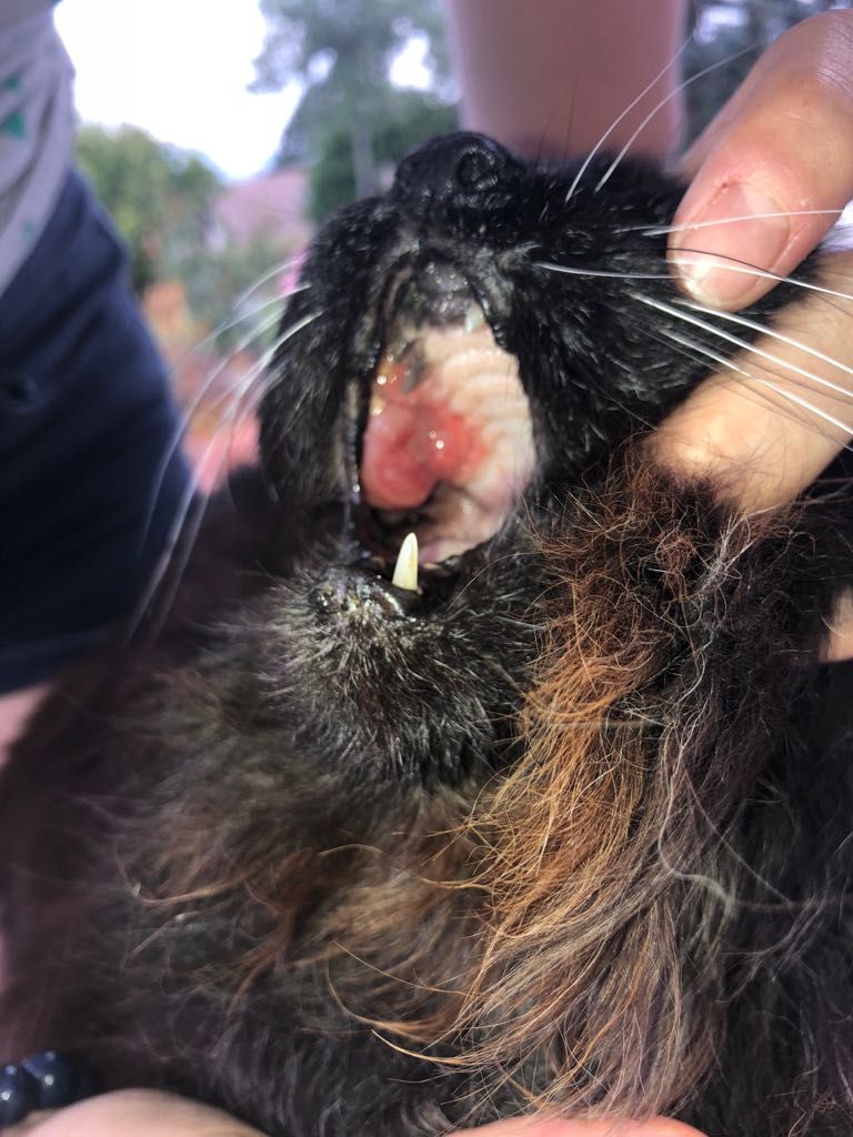 détartrage chat chien