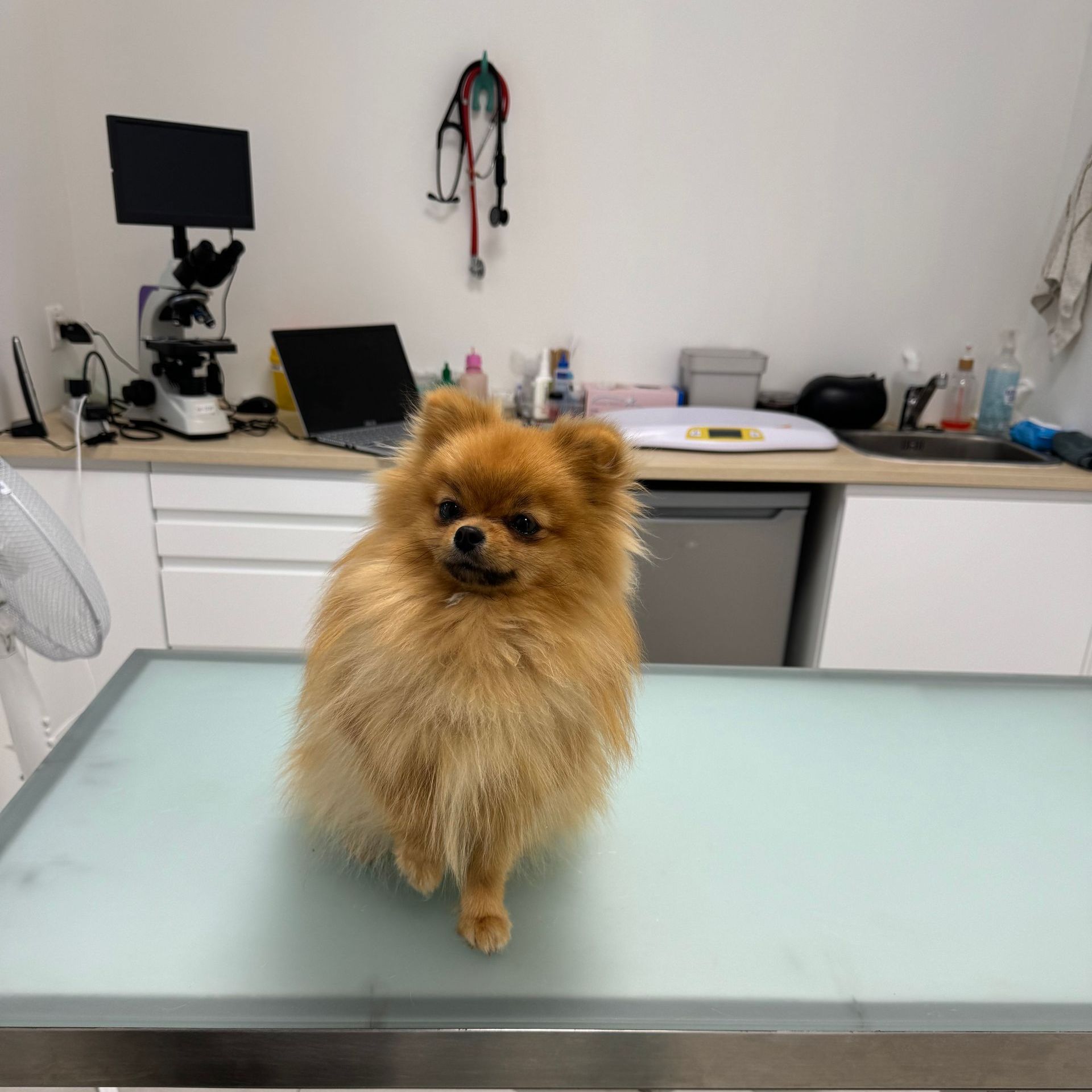 Chien Genève vétérinaire vernier