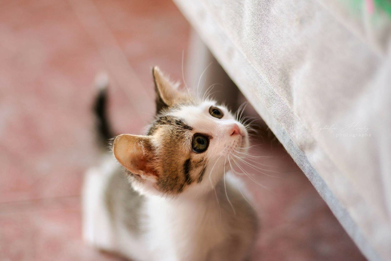 Vétérinaire vernier Genève