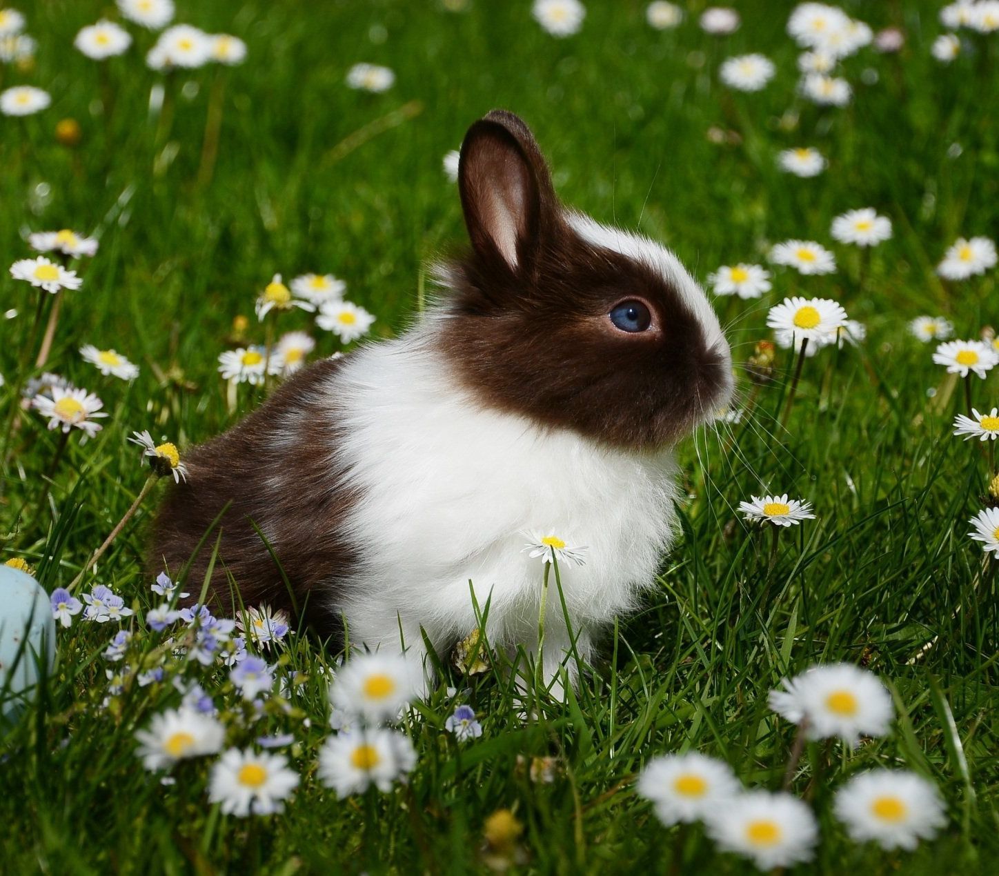 Lapin Genève