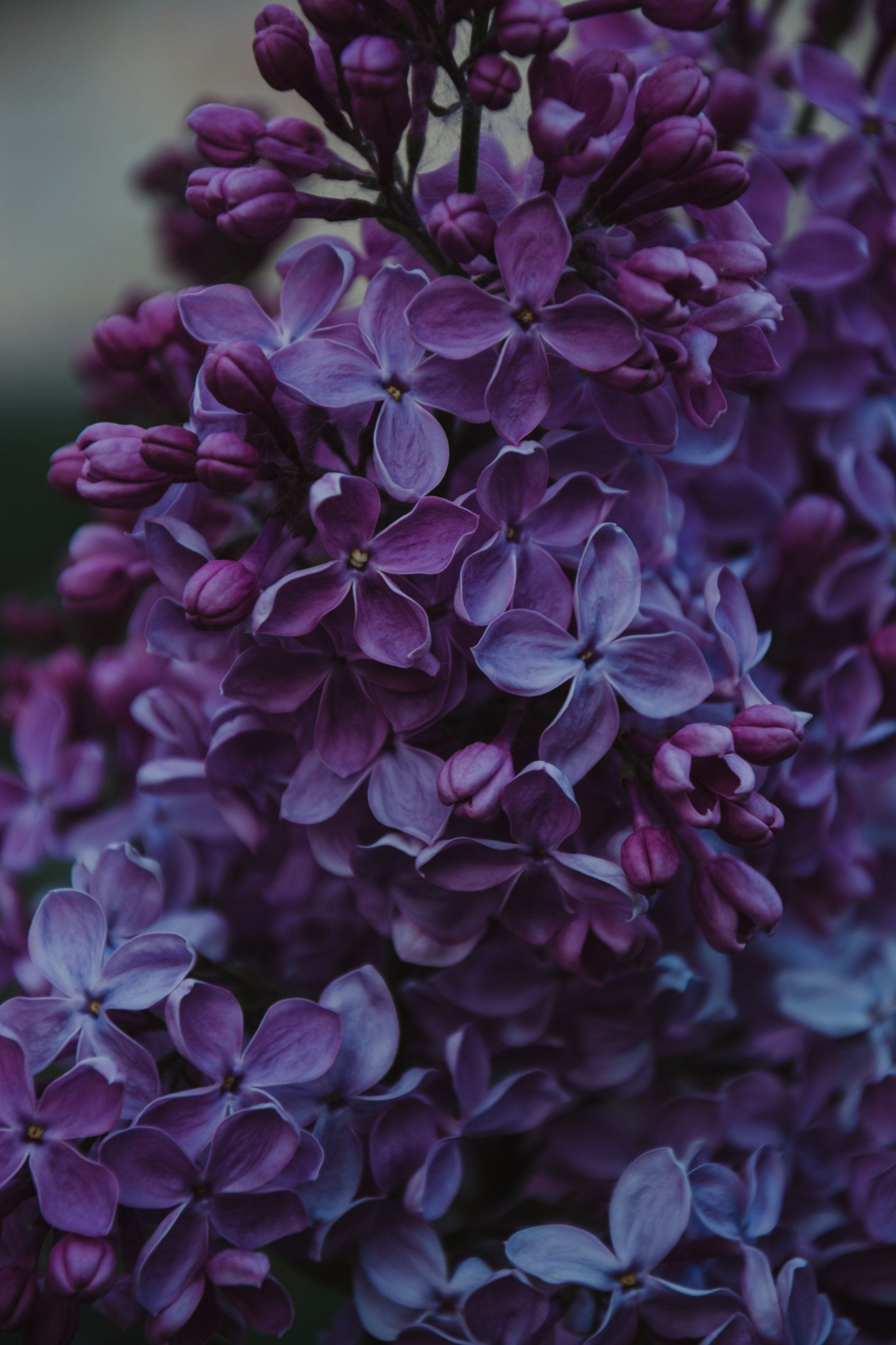 Close-up of dense purple lilac blossoms in soft light