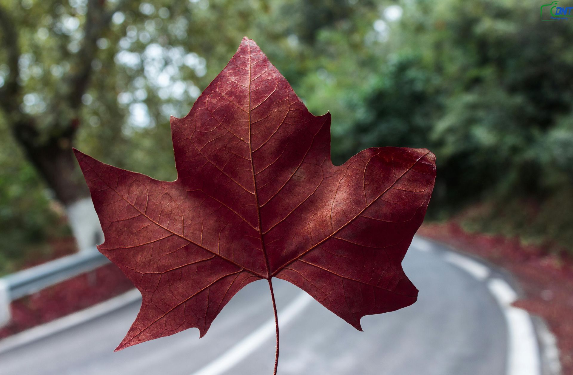 Red maple leaf held in front of a winding road with blurred green trees in the background