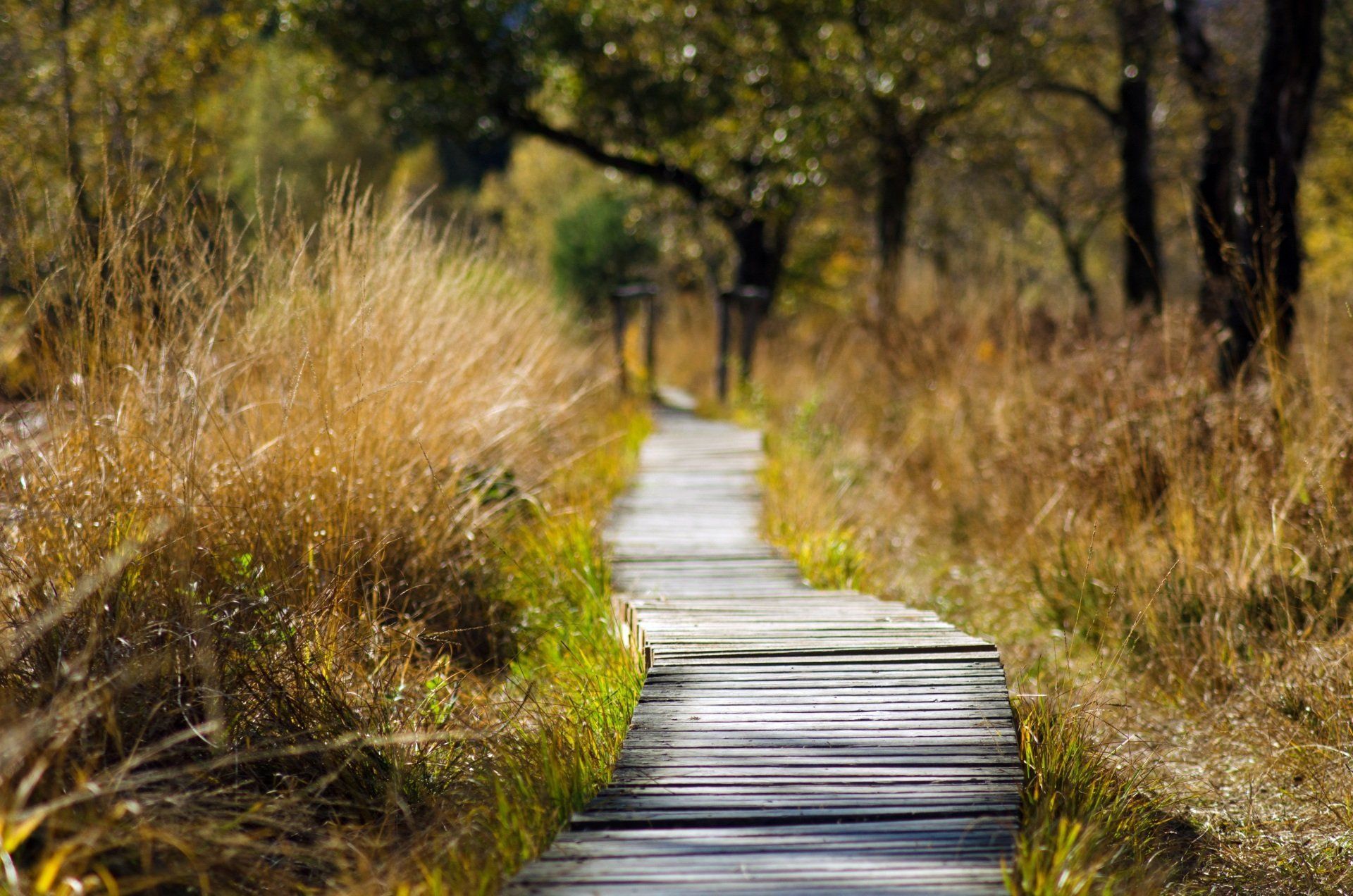 Wooden boardwalk path through sunlit tall grass and trees in a natural park