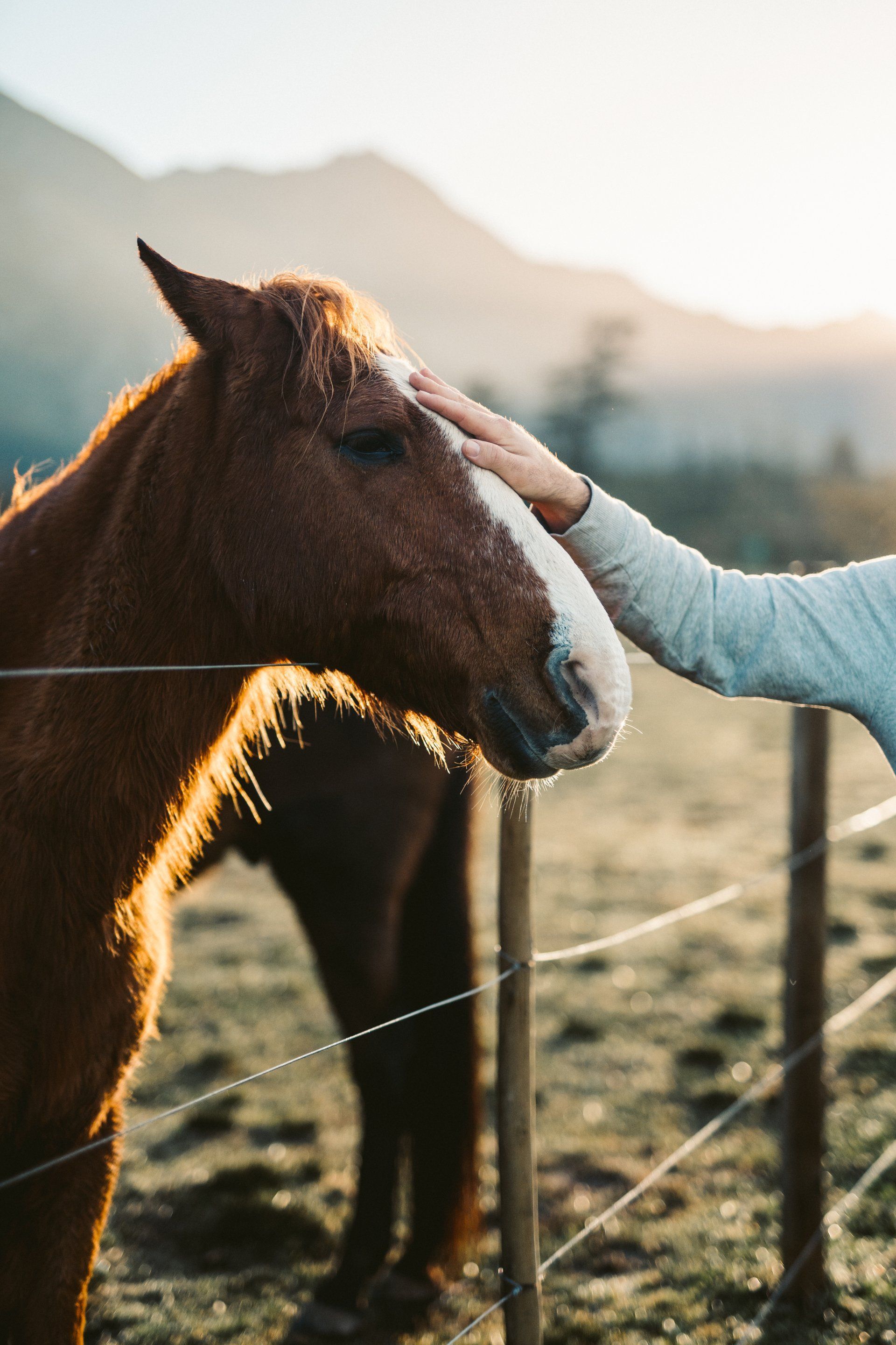 Person petting a brown horse in a sunlit field with a mountain in the background