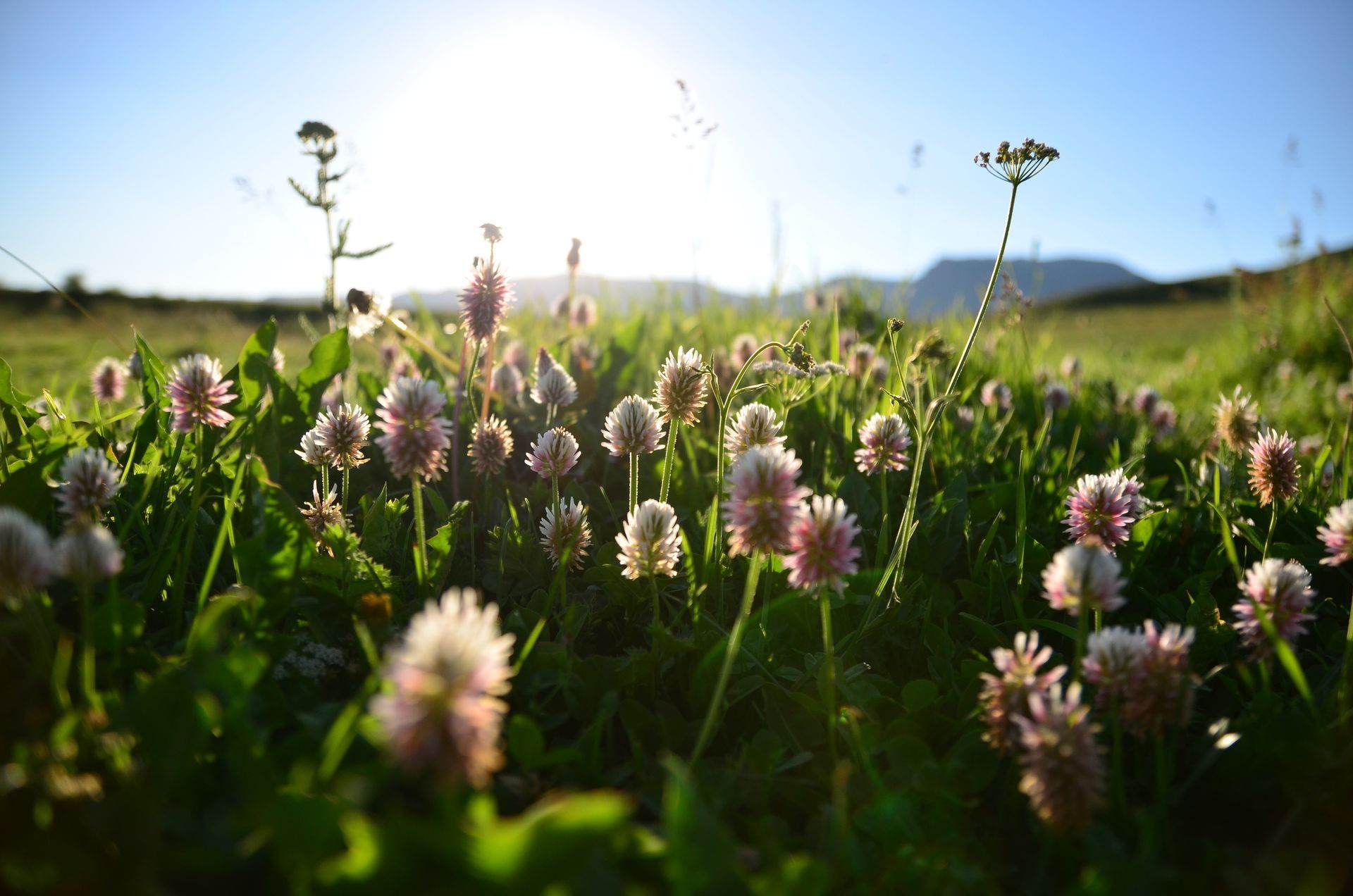 Sunlit meadow with pink clover flowers and green grass, with distant hills under a bright sky