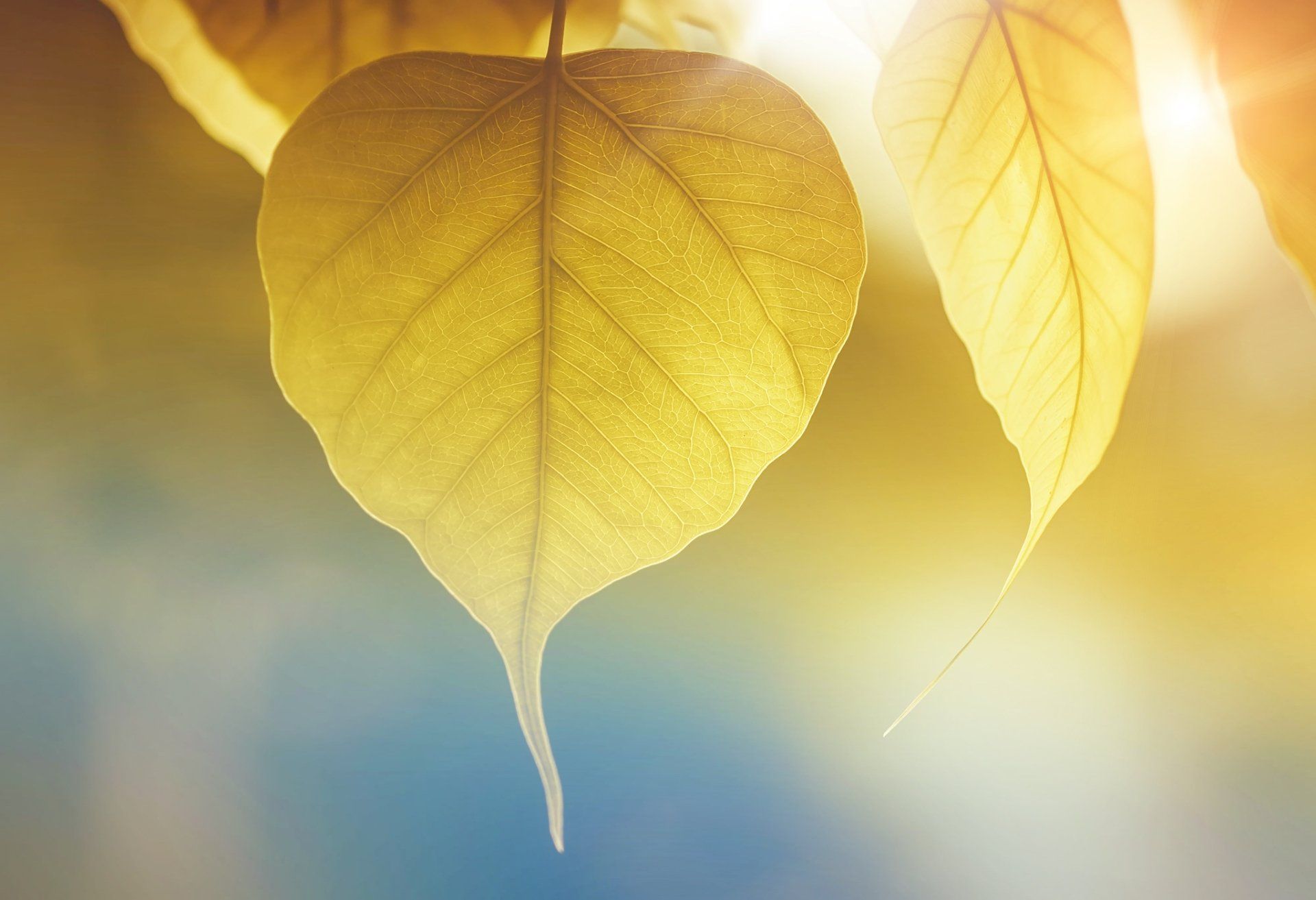 Golden leaves backlit by warm sunlight against a soft blue background