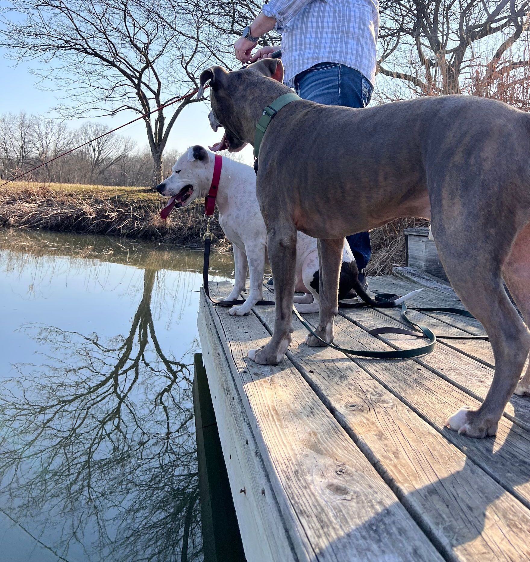 Two dogs are standing on a wooden dock next to a body of water.