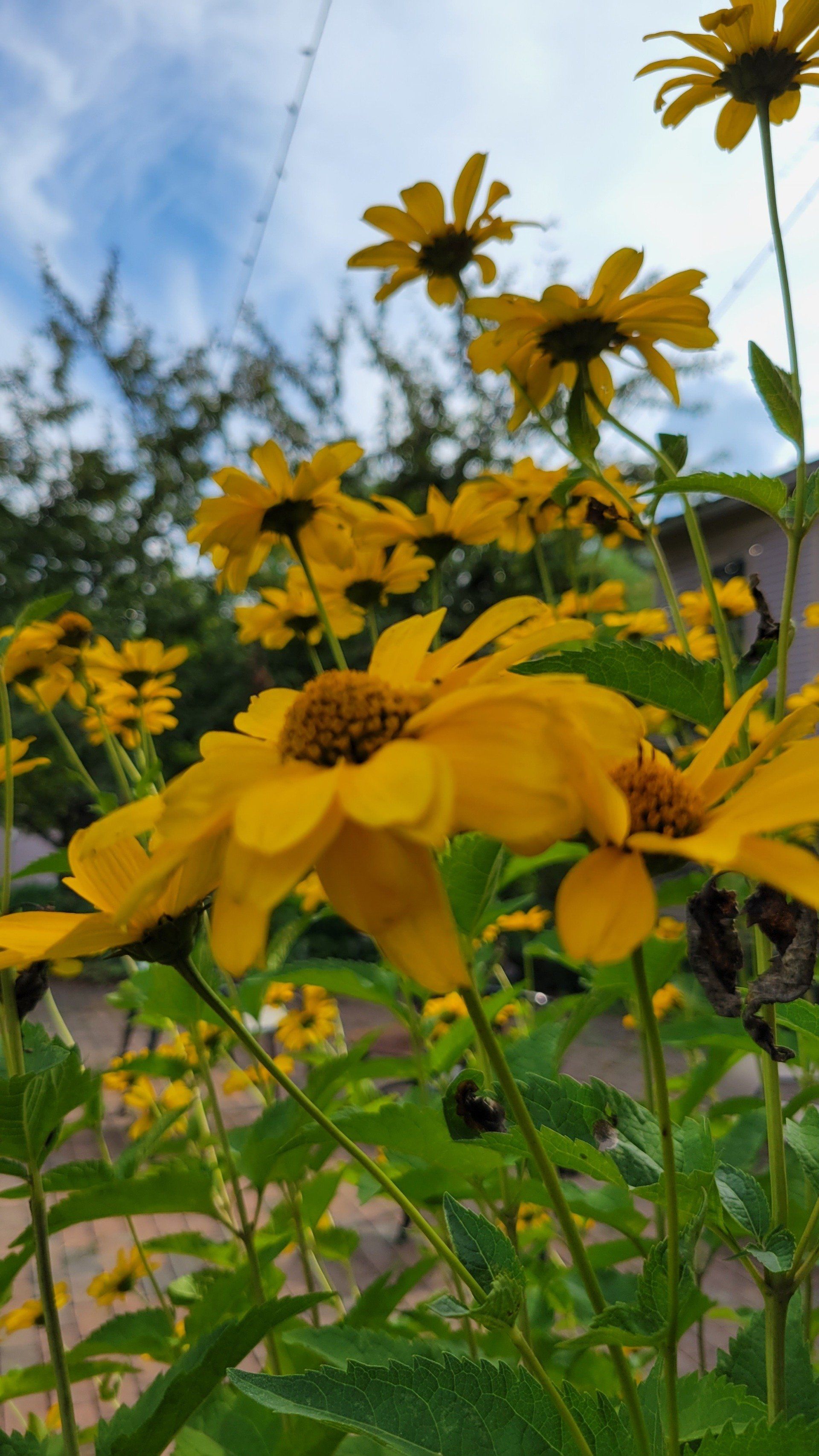 A bunch of yellow flowers are growing in a garden.