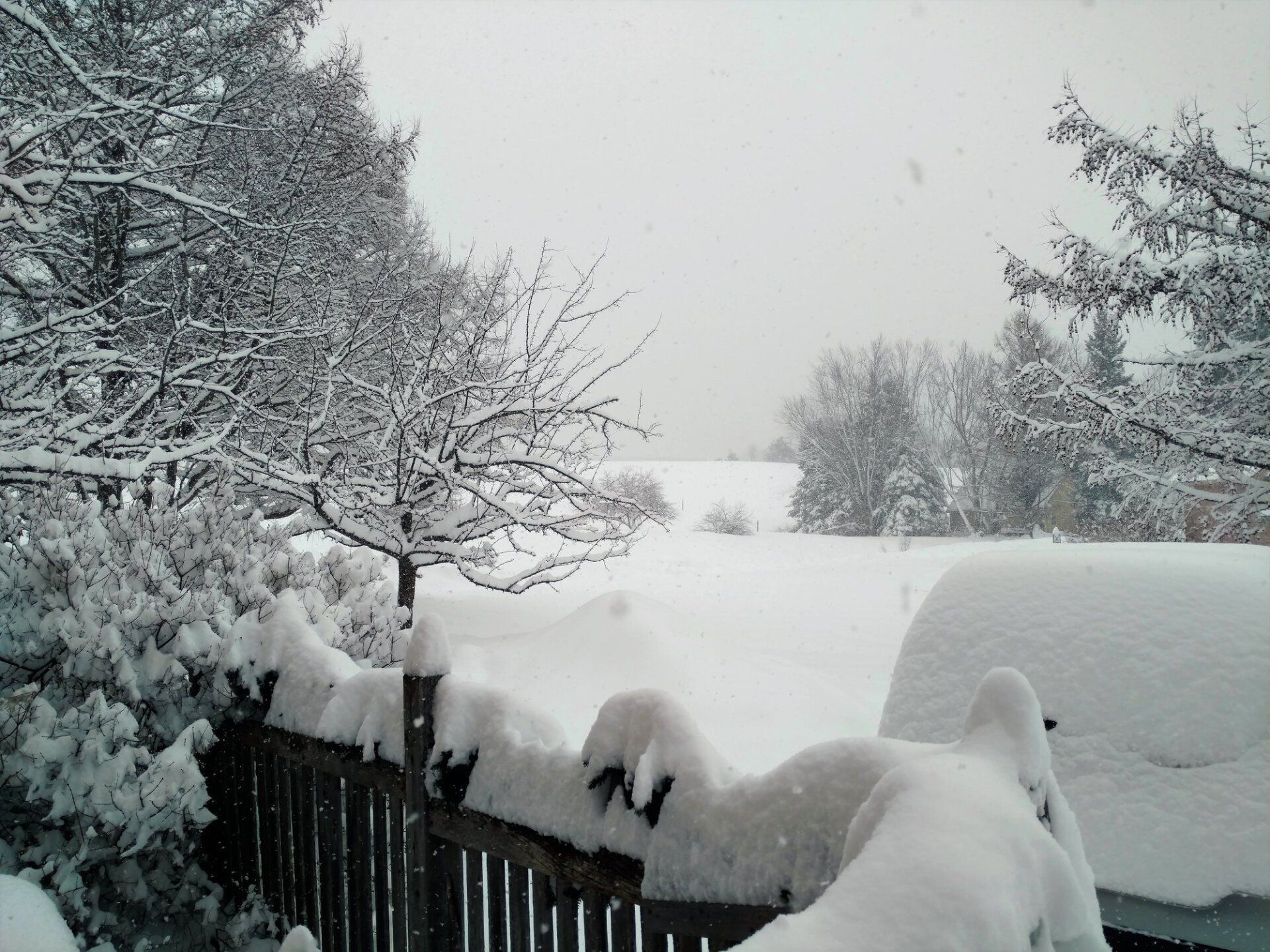 A snowy yard with a fence and trees covered in snow