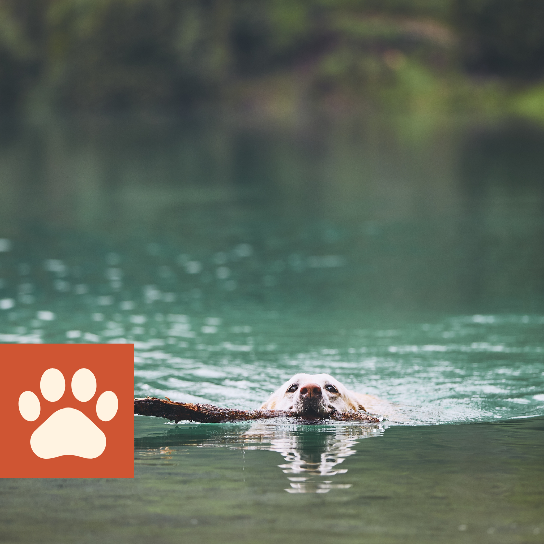 dog-friendly-excursions