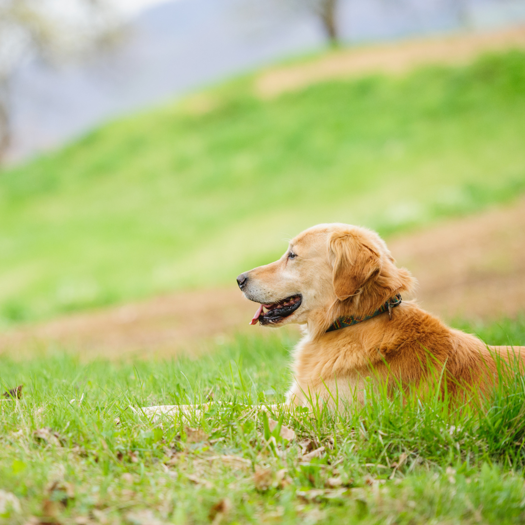Dog laying in green field