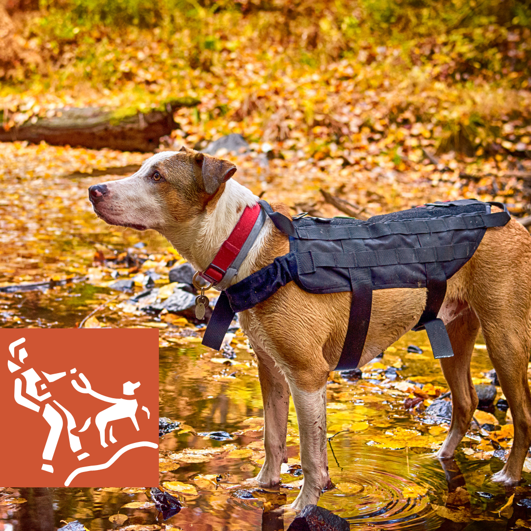 Looking for things to do in East Burke VT? Grab your dog and go for a hike