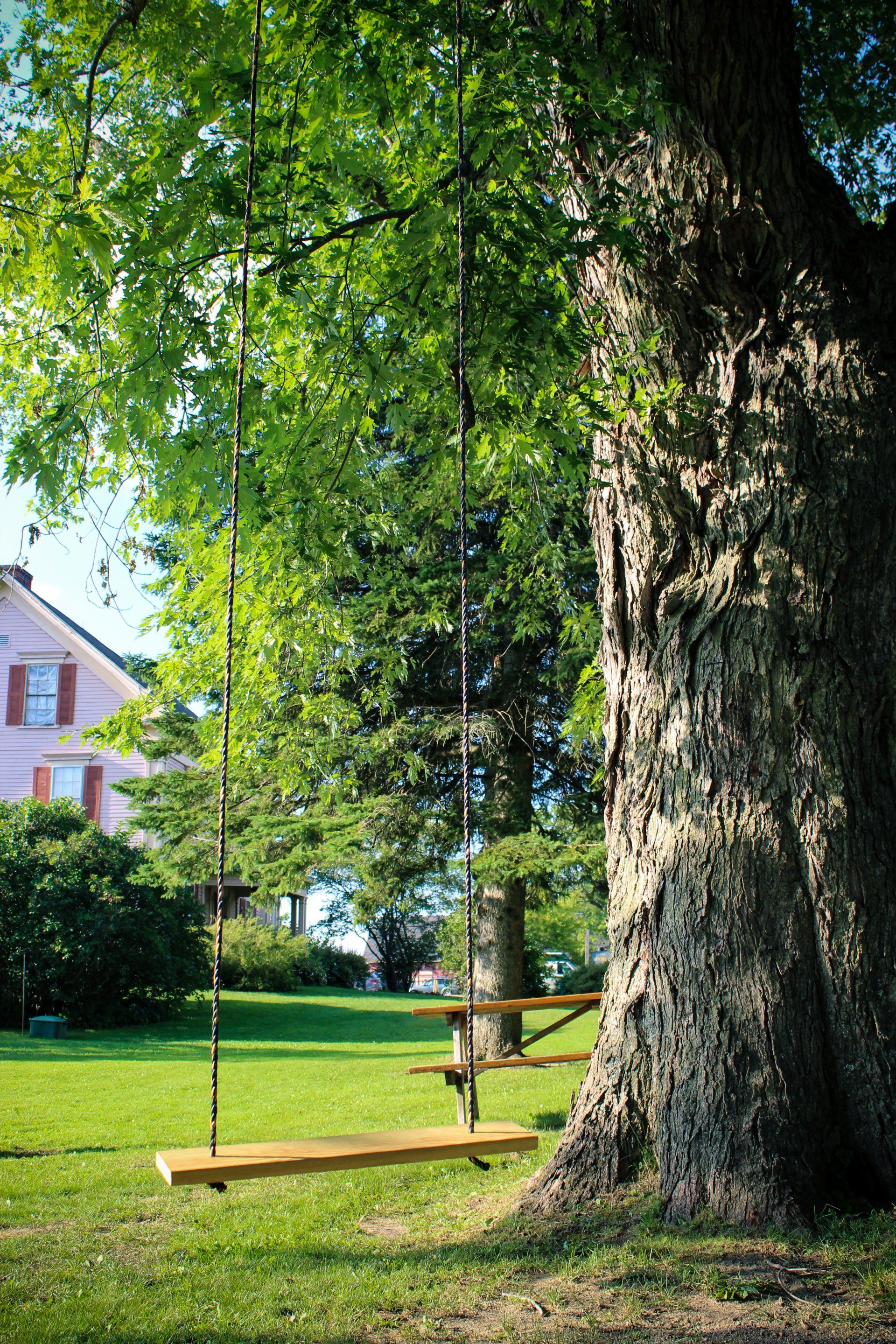 A big maple tree with a wooden swing hanging from its branches