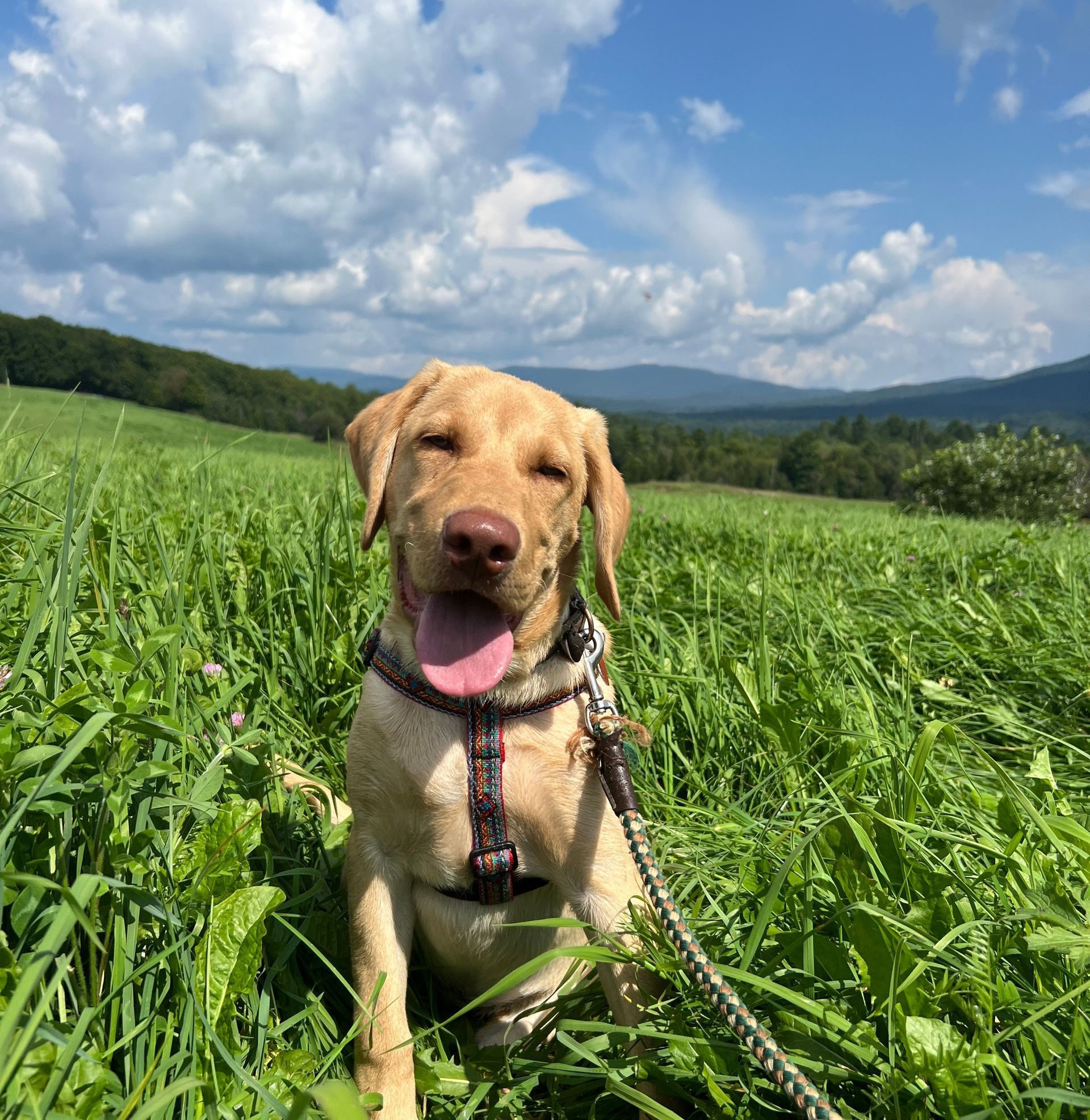 A dog on a leash enjoying bright blue skies during a stay at The Wildflower Inn in East Burke, Vermont