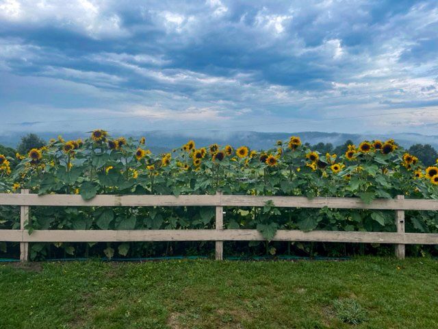 A wooden fence surrounds a field of sunflowers.
