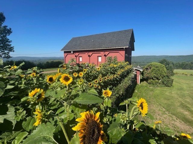 A large sunflower patch at The Wildflower in East Burke, Vermont