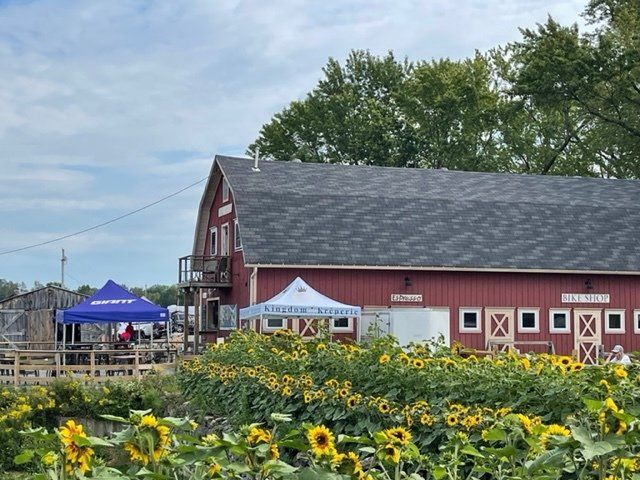 A red barn is surrounded by a field of sunflowers