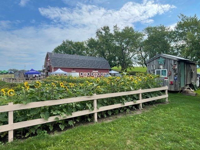 A fence surrounds a field of sunflowers with a barn in the background.