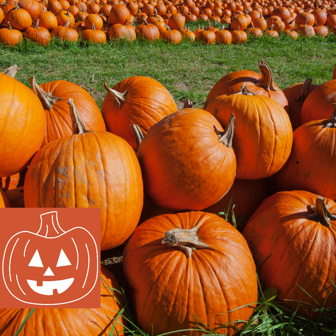 Pumpkins stacked at the Kingdom Corn Maze's pumpkin patch, one of our top recommendations for things to do in East Burke VT