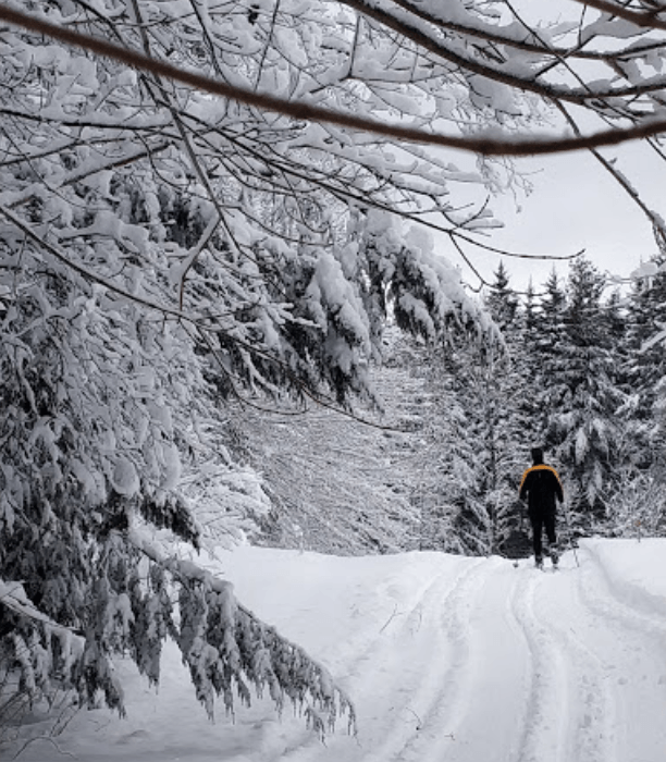 A guest of The Wildflower cross-country skis through trees