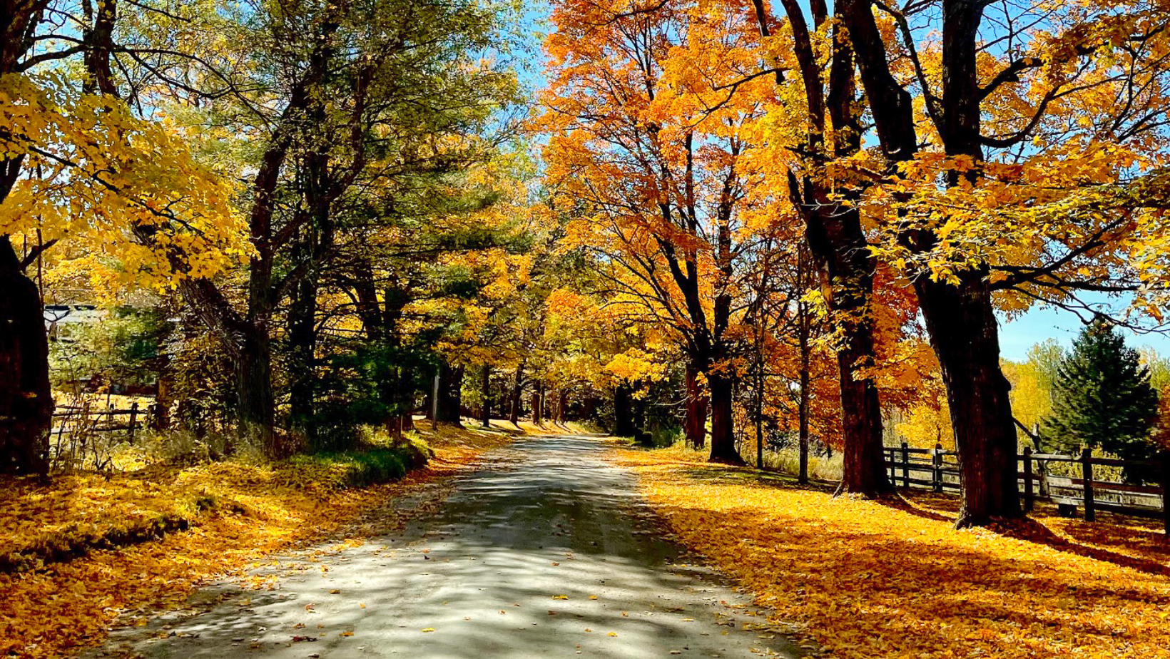 Darling Hill Road in the fall covered in yellow and orange leaves