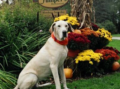 A beautiful white great dane sits in front of The Wildflower Inn Restaurant and Bar, formerly Juniper's