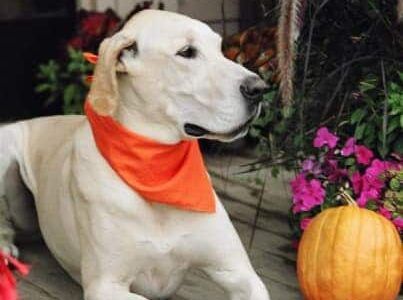 A great dane lounges on The Wildflower Inn's porch before returning to one of our pet friendly rooms.