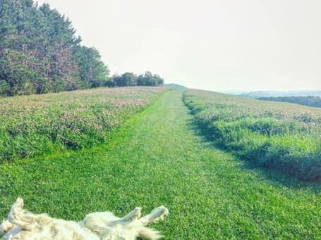 A dog rolls around on the trail to Heaven's Bench at The Wildflower.