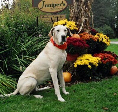 A dog sitting in front of a flower bed at the Wildflower Restaurant and Pub