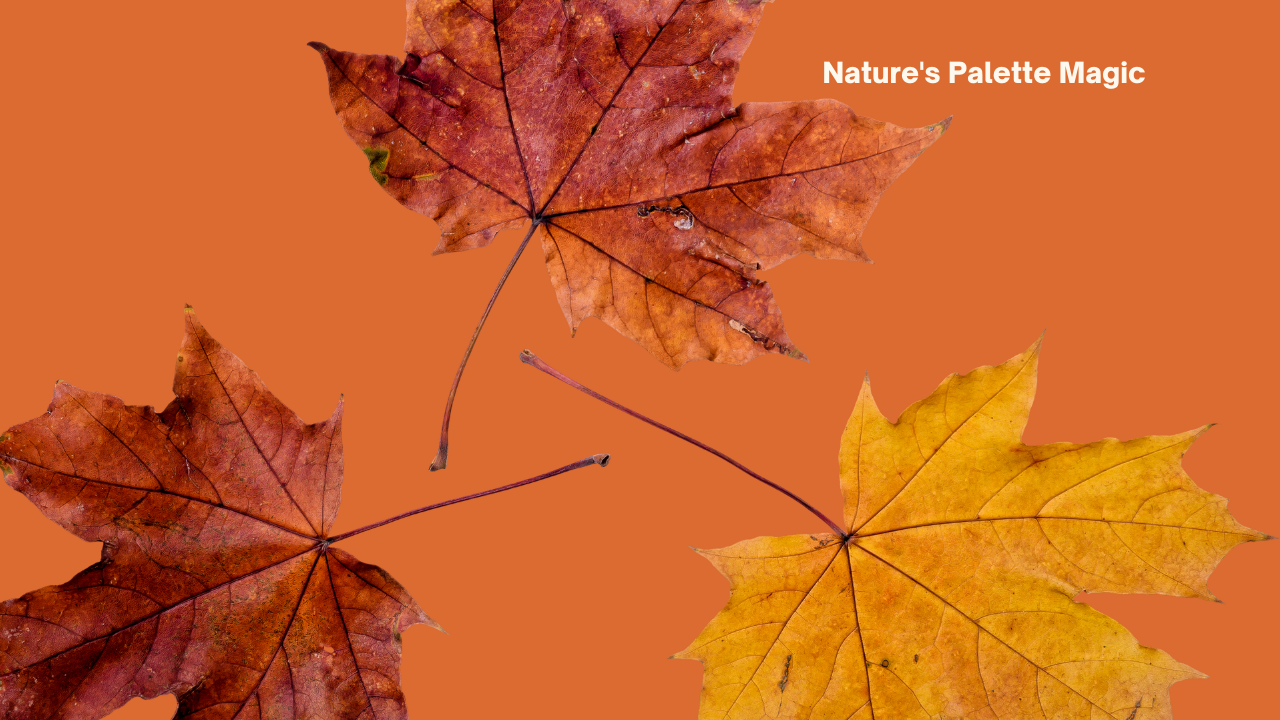 Maple leaves fall during an Autumn in Vermont