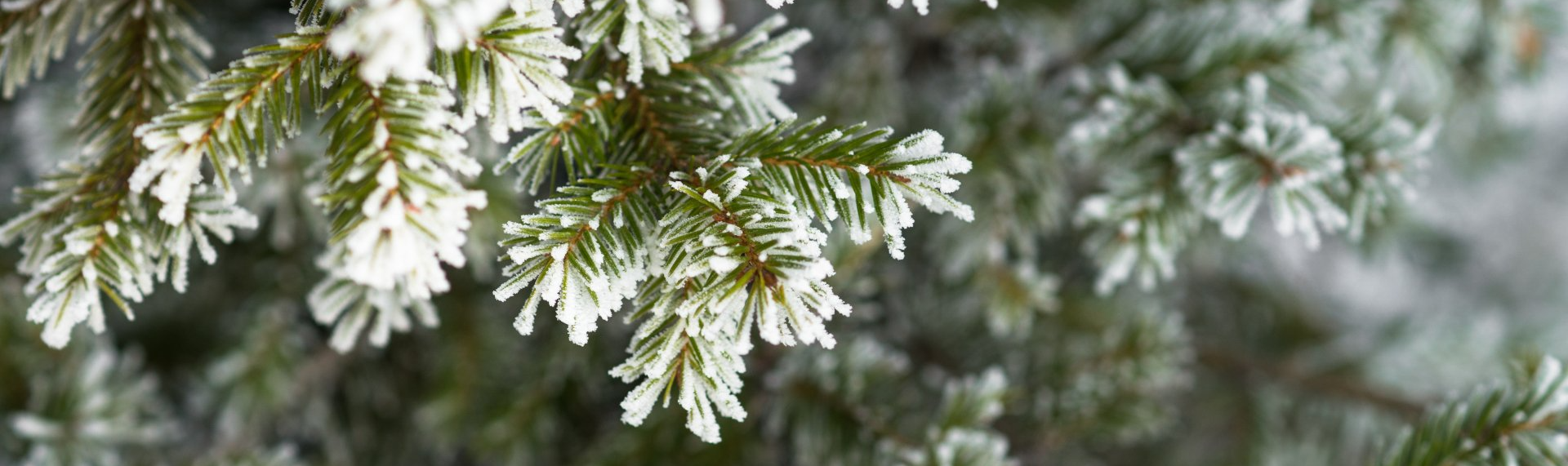 A noble fir tree covered in frost