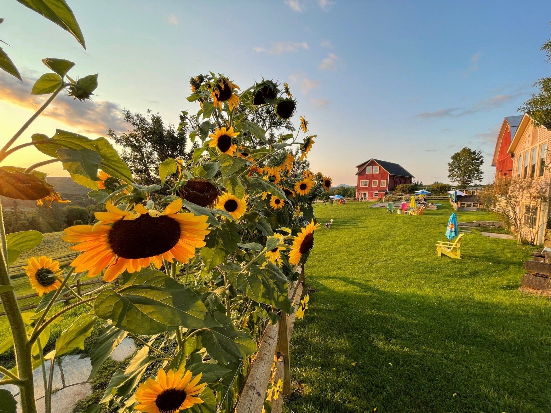 A bunch of sunflowers are growing next to a wooden fence.