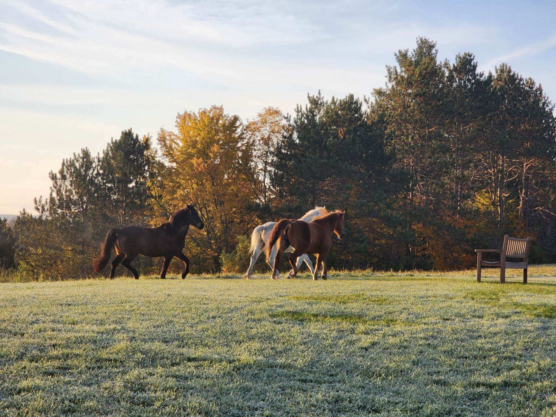Horses race along the paths at The Wildflower