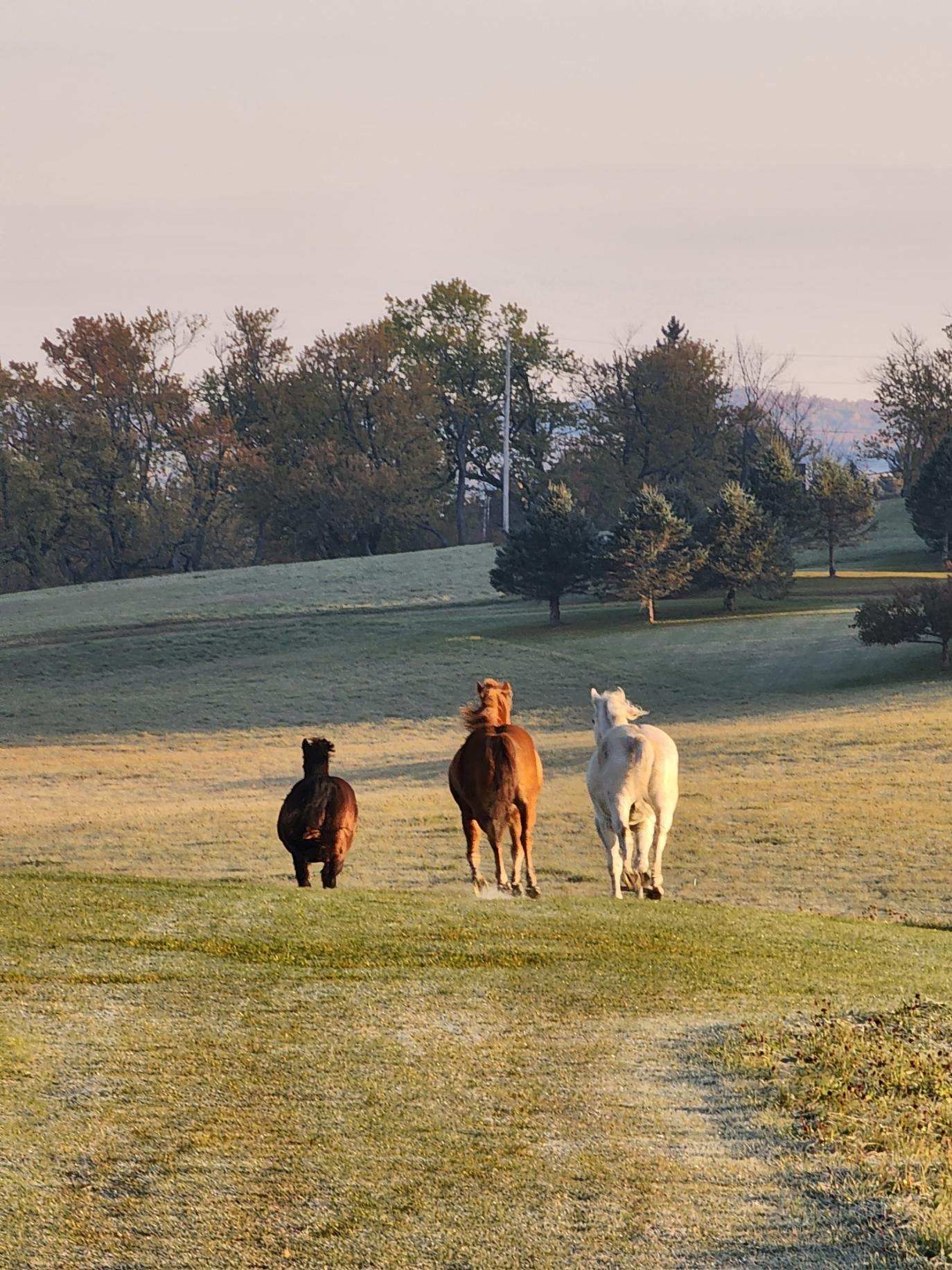 Horses run along the fields at The Wildflower
