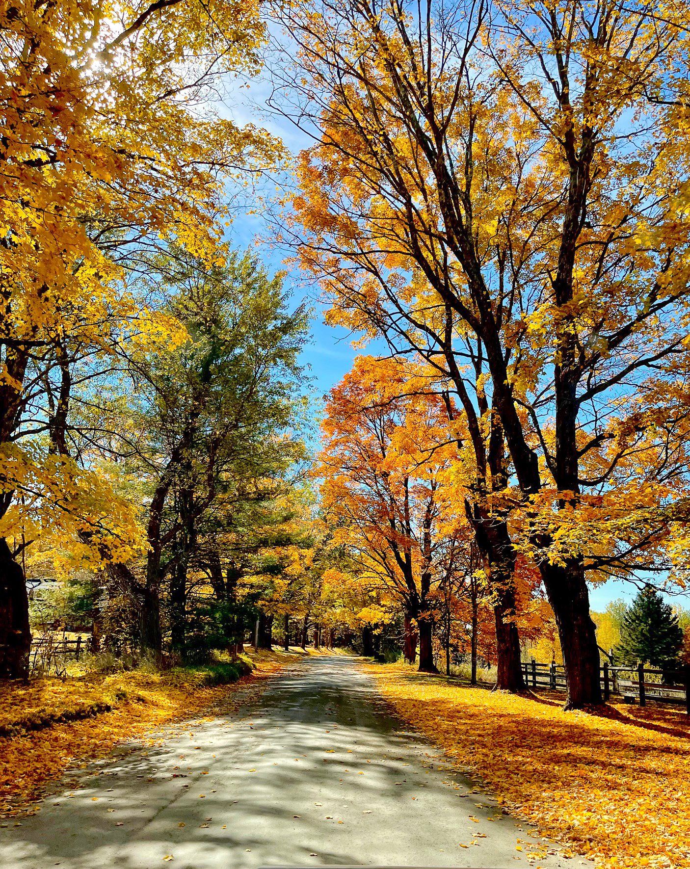 A country road with big maple trees changing into vibrant reds, oranges and yellows in the fall