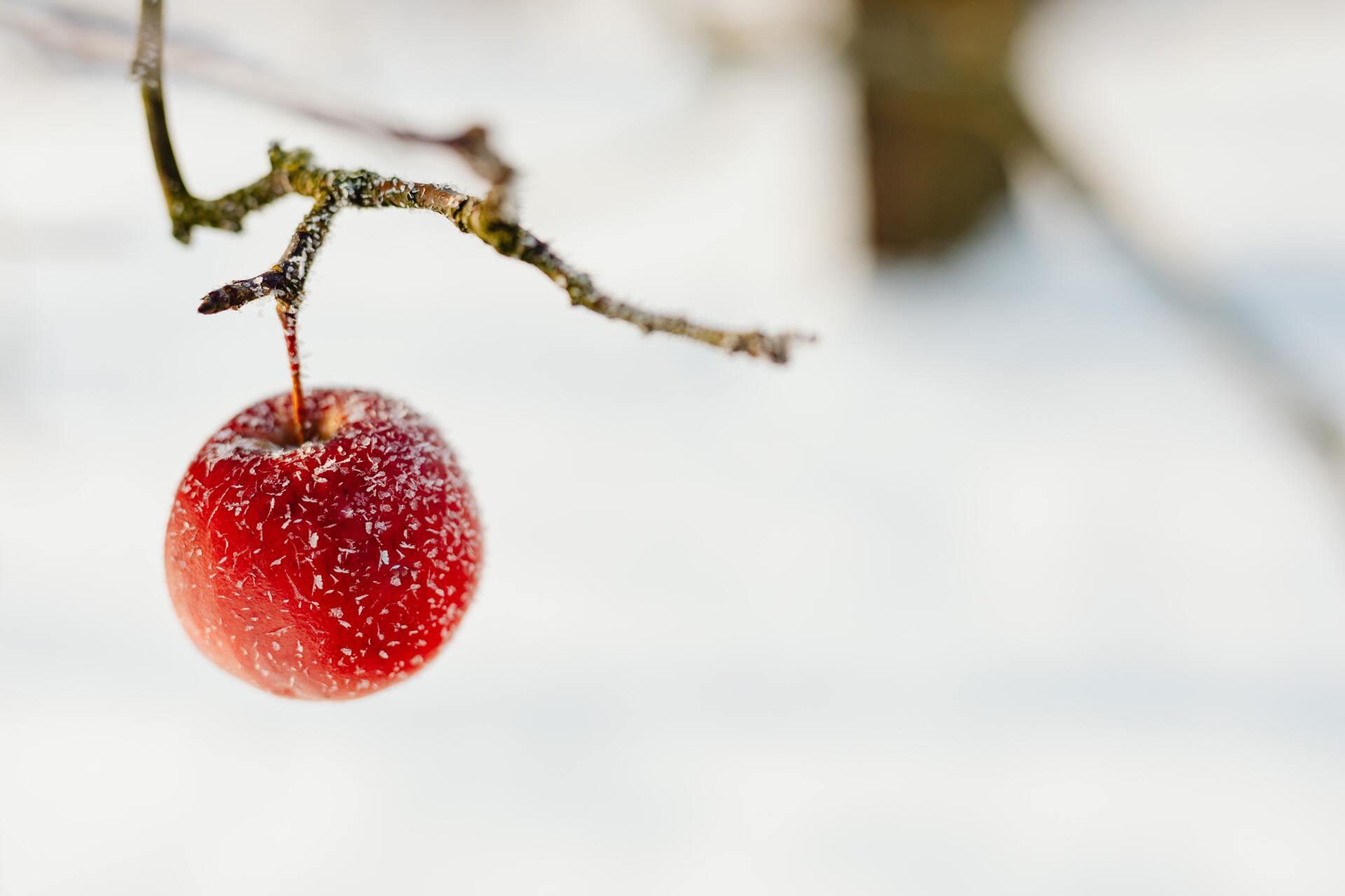 Snow-covered red fruit still on the branch