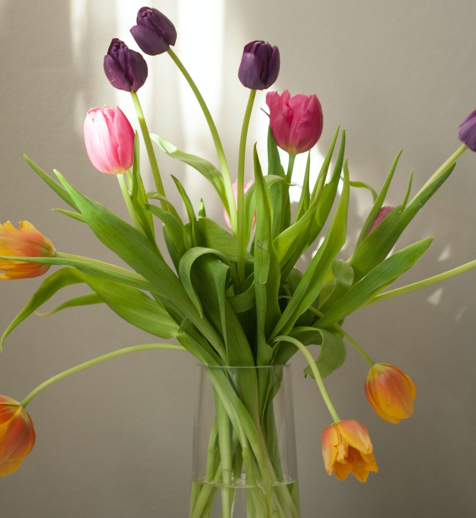 Bouquet of orange, pink, and purple tulips