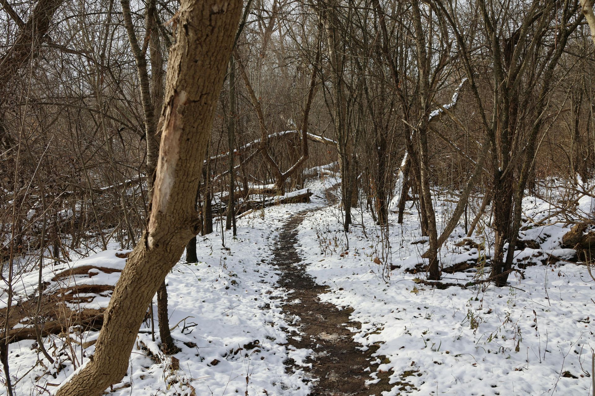 Snow-covered forest trail winds through bare trees on a sunny day.