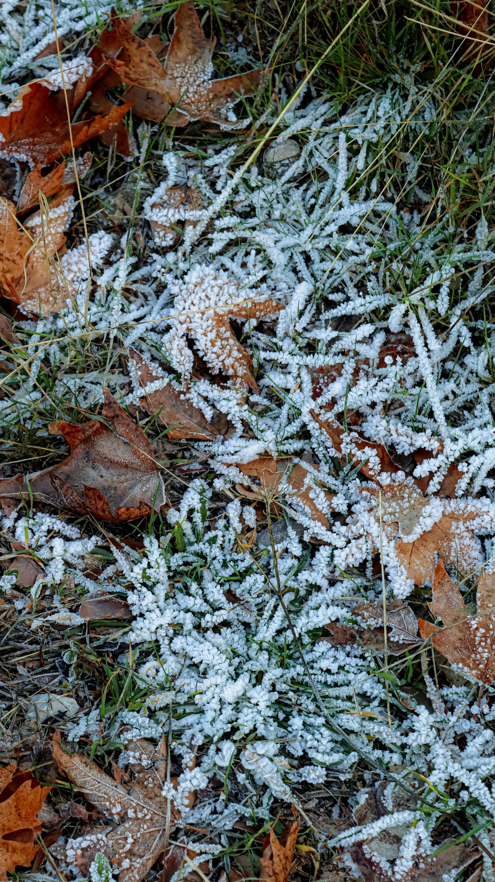 Frost-covered leaves and grass on the ground; autumn scene with brown leaves and white frost.