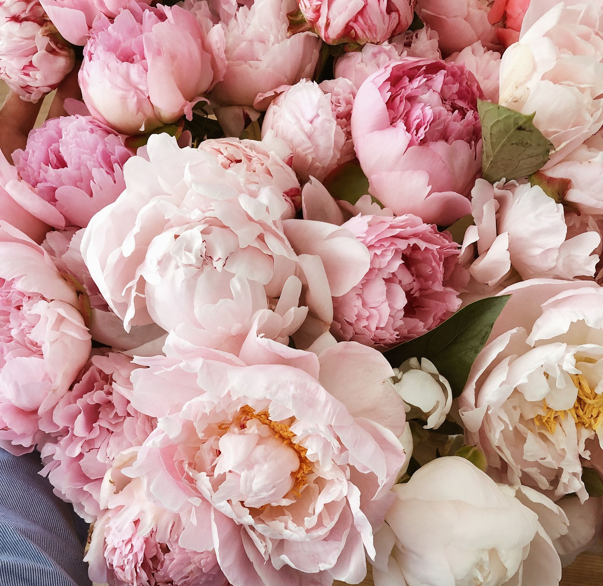 Pastel pink peonies, roses, and other wedding flowers