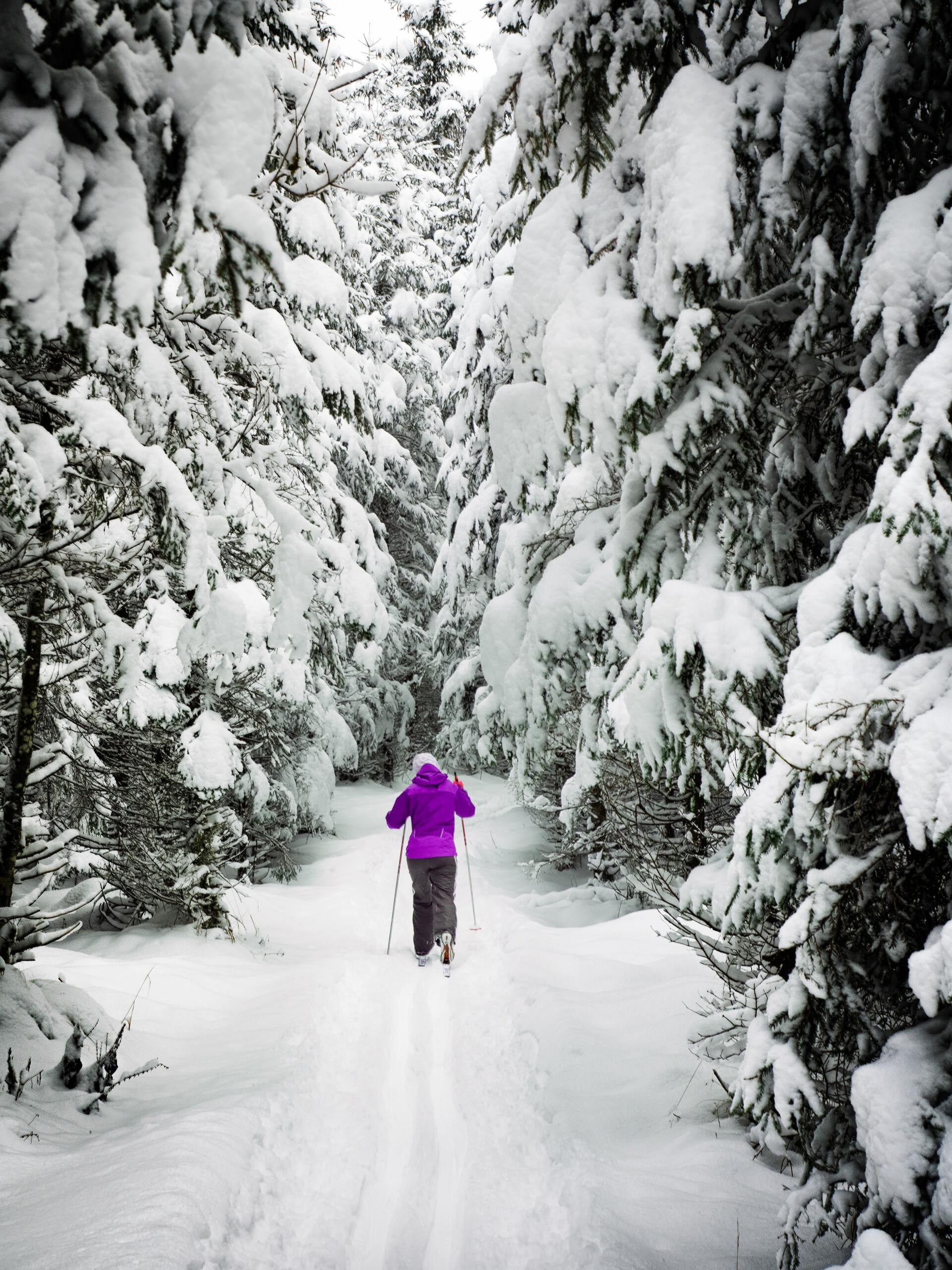 A person cross-country skiing on a trail between snow covered pine trees.