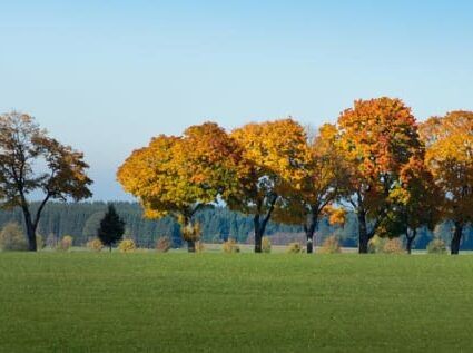 A row of trees with yellow leaves in a grassy field