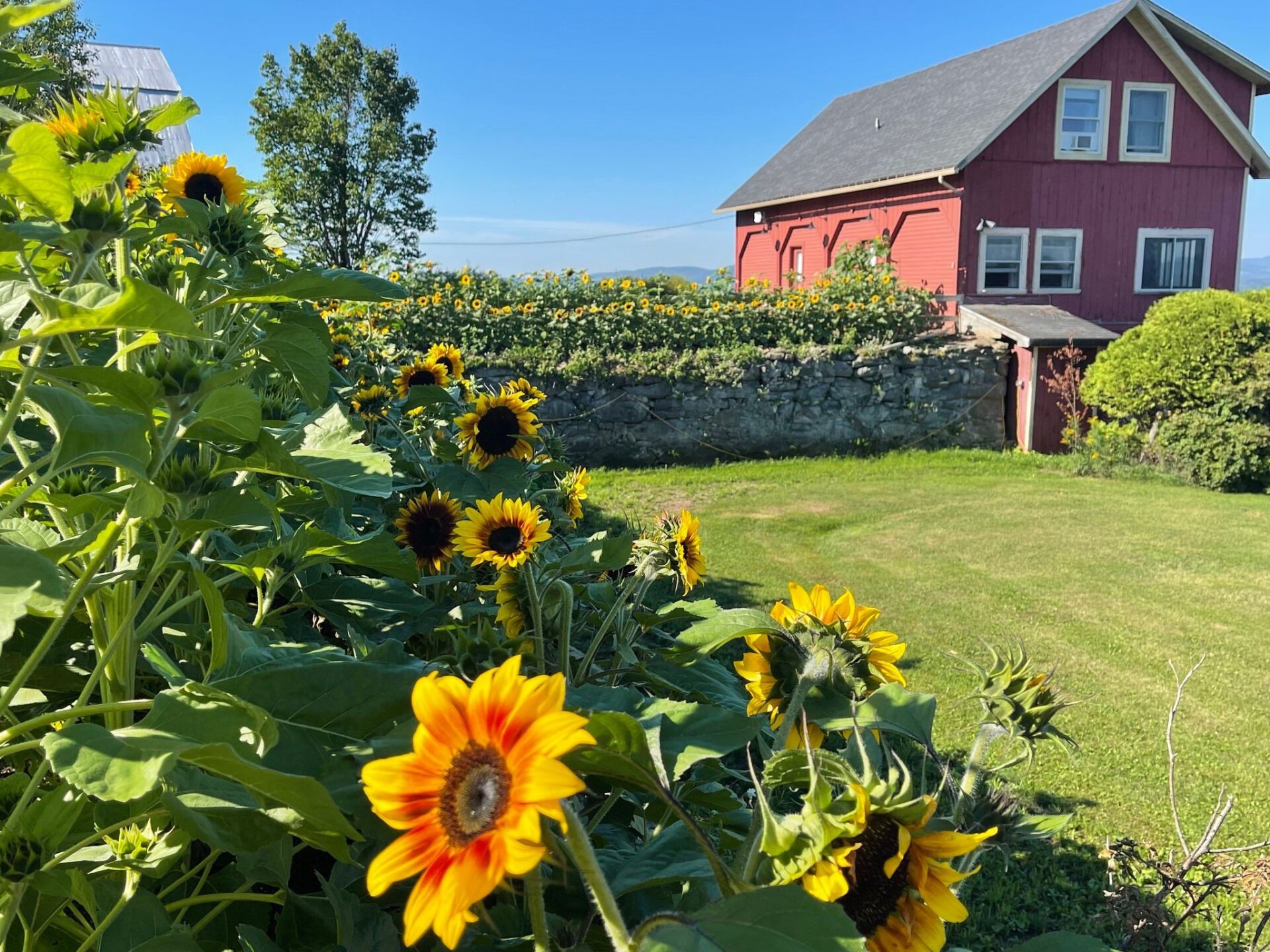 Sunflowers bloom at The Wildflower in Summer
