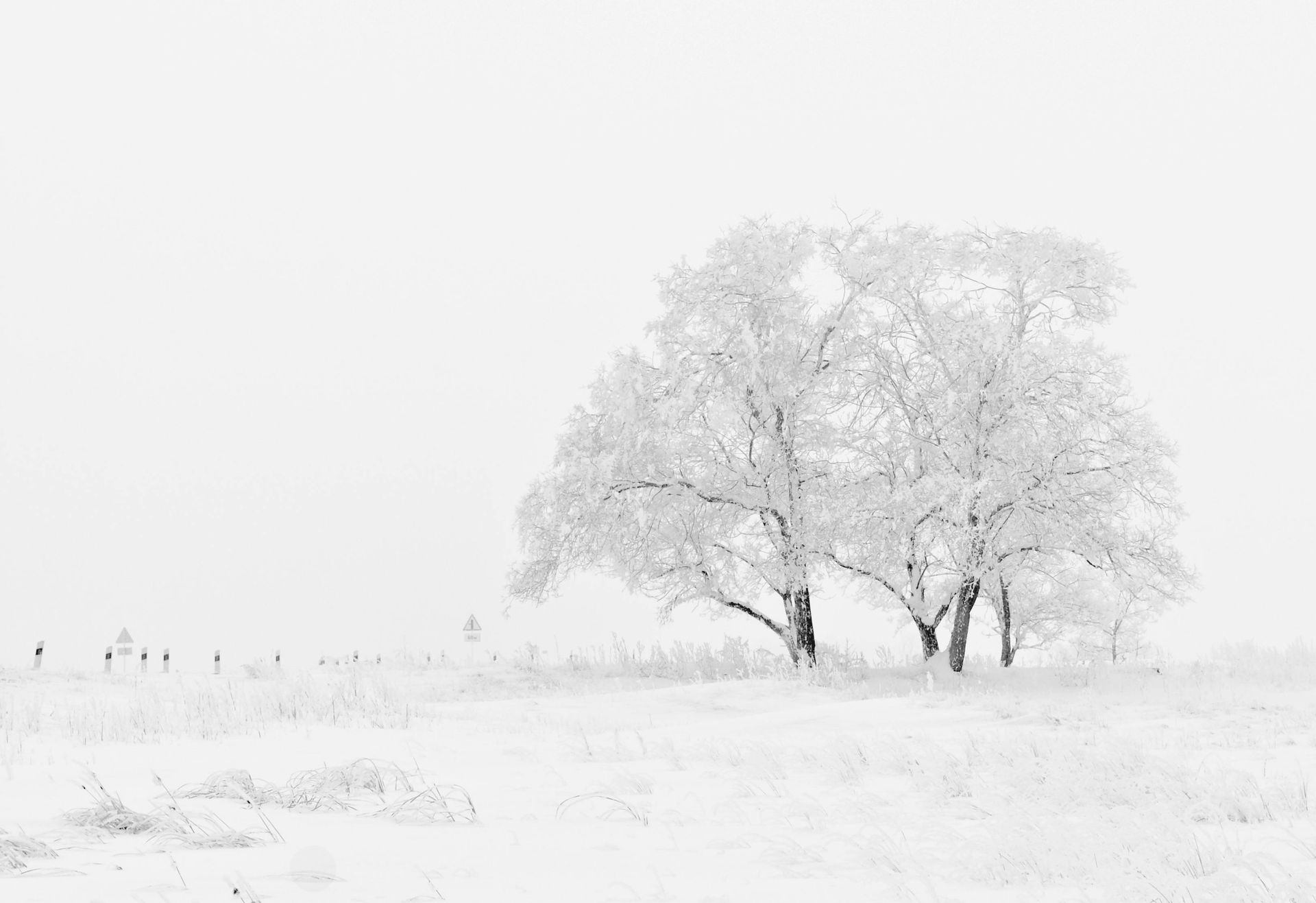 Frost-covered trees in a snowy field against a bright, overcast sky.