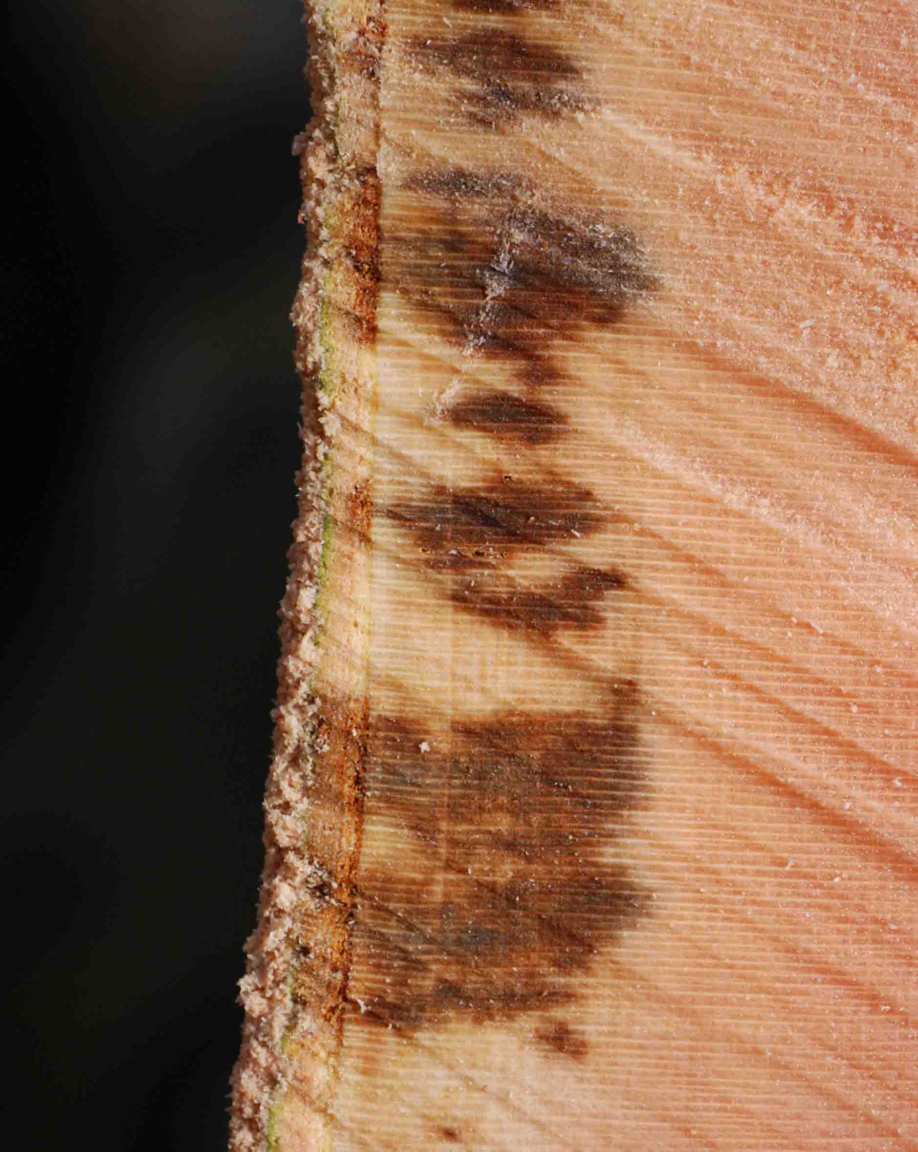 Querschnitt eines Baumstamms, der eine braune Verfärbung der Holzmaserung zeigt.